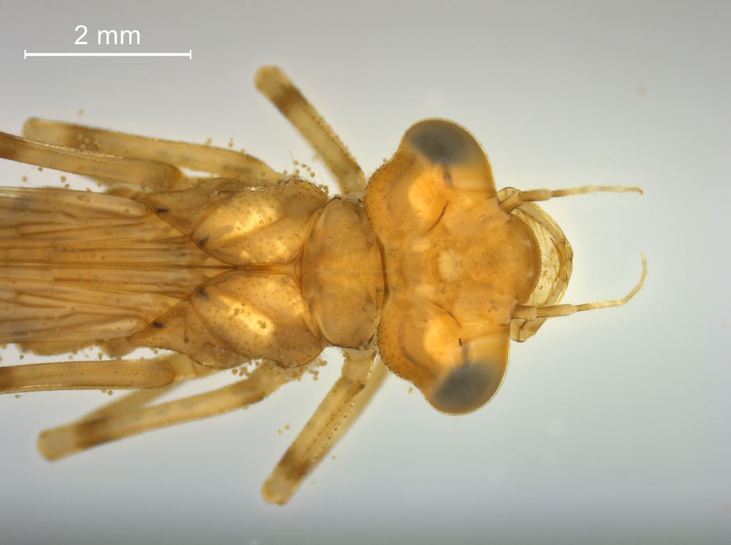 Ischnura elegans